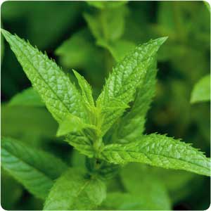 Peppermint herb